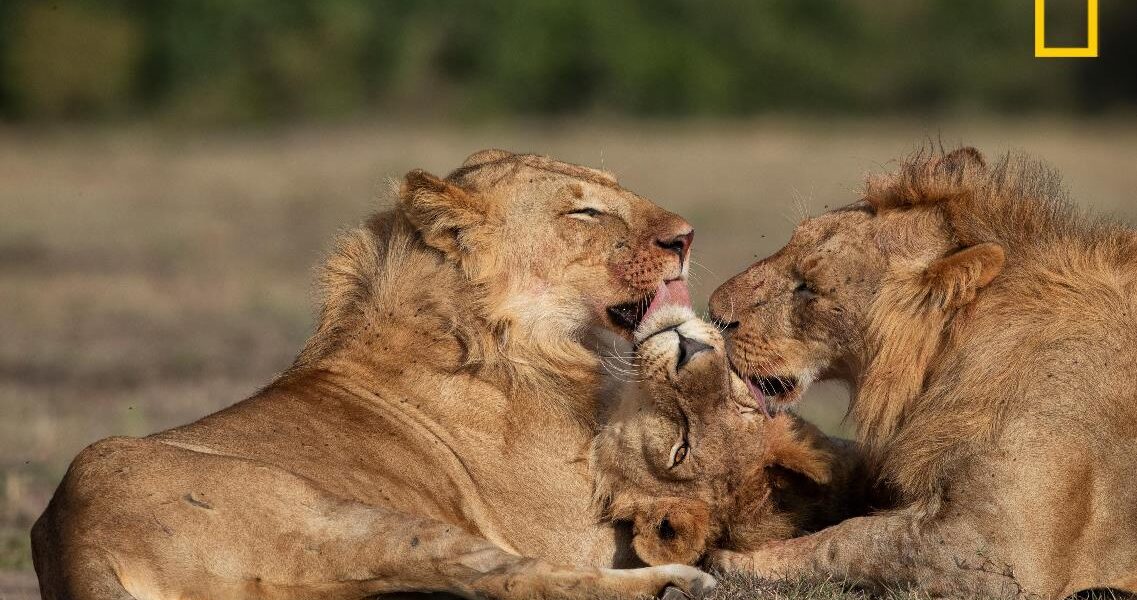 Lions relax after a hunt in Masai Mara National Reserve Kenya Photography by National Geographic
