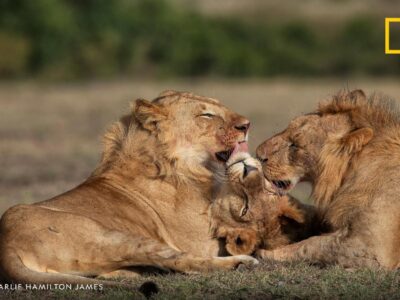 Lions relax after a hunt in Masai Mara National Reserve Kenya Photography by National Geographic