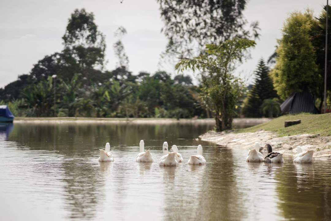 Birdwatching Photo Lakes of Grace Farm Resort Muduuma – Wakiso, Uganda Central Region