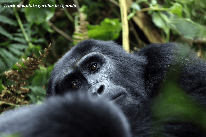 Track Mountain Gorillas in Uganda Uganda Named Among Top Destinations to Travel in 2024 by Bradt Guides 2