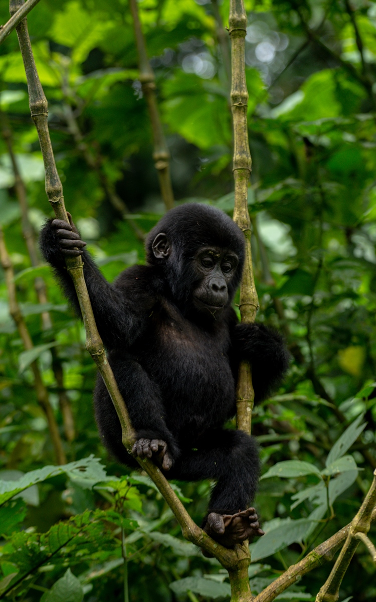 A photograph of an infant hanging on a tree branch captured during gorilla tracking in Bwindi Impenetrable Forest National Park in South-Western Uganda.
