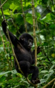 A photograph of an infant hanging on a tree branch captured during gorilla tracking in Bwindi Impenetrable Forest National Park in South-Western Uganda.