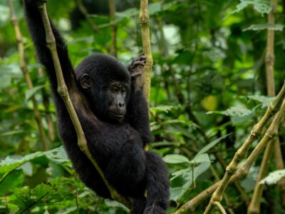 A photograph of an baby gorilla hanging on a tree branch captured during gorilla tracking in Bwindi Impenetrable Forest National Park in South-Western Uganda.