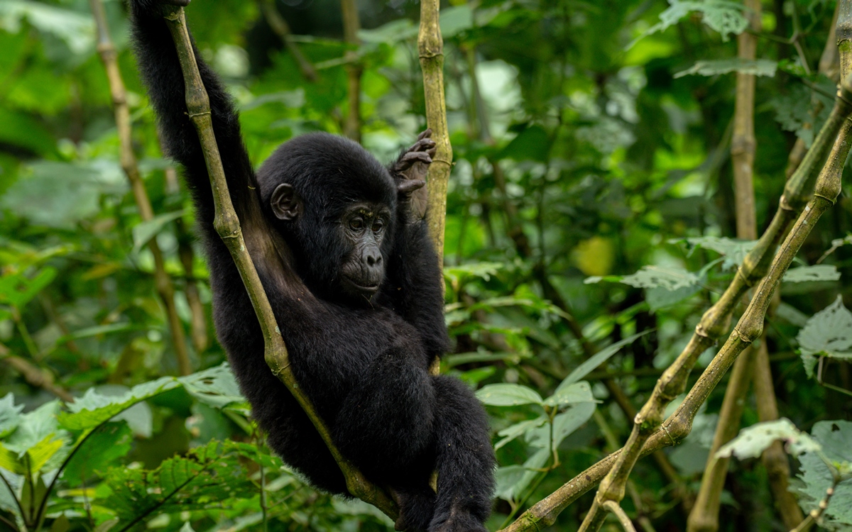 A photograph of an baby gorilla hanging on a tree branch captured during gorilla tracking in Bwindi Impenetrable Forest National Park in South-Western Uganda.