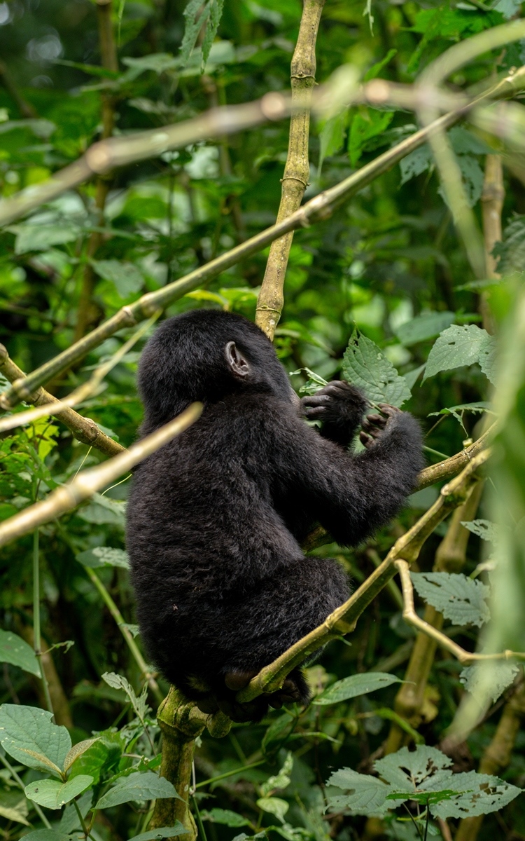A close-up photograph of an infant feeding, captured during gorilla tracking in Bwindi Impenetrable Forest National Park in South-Western Uganda.