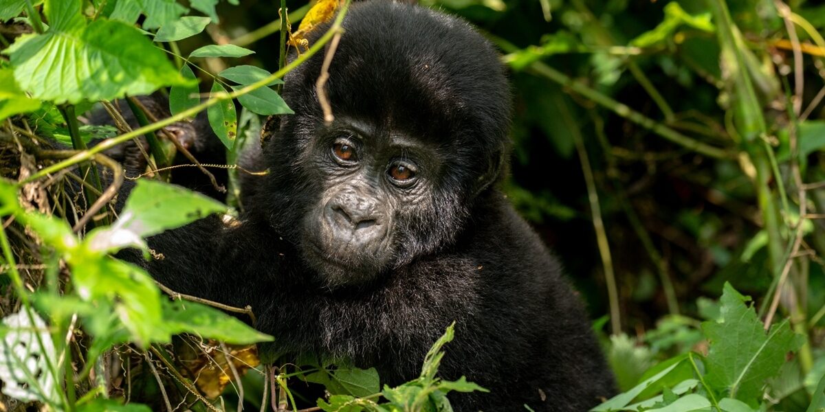 A close-up photograph of a baby gorilla captured during gorilla trekking tour in Bwindi Impenetrable Forest National Park in South-Western Uganda.