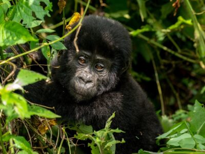 A close-up photograph of a baby gorilla captured during gorilla trekking tour in Bwindi Impenetrable Forest National Park in South-Western Uganda.