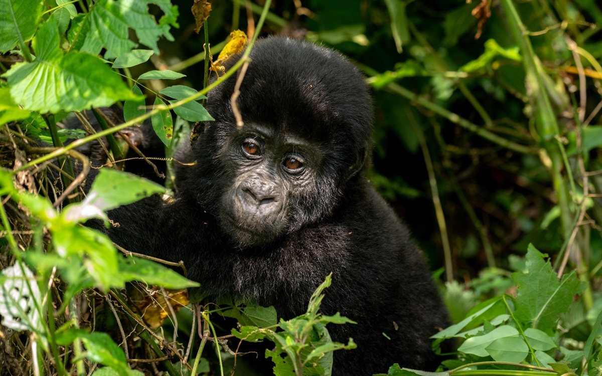 A close-up photograph of a baby gorilla captured during gorilla trekking tour in Bwindi Impenetrable Forest National Park in South-Western Uganda.