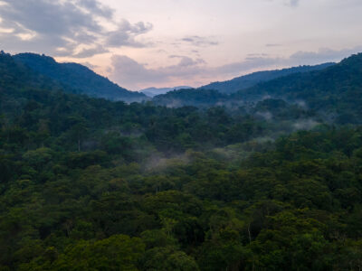 A photograph of the forest view of Bwindi Impenetrable Forest captured in Bwindi Impenetrable National Park in South-Western Uganda.