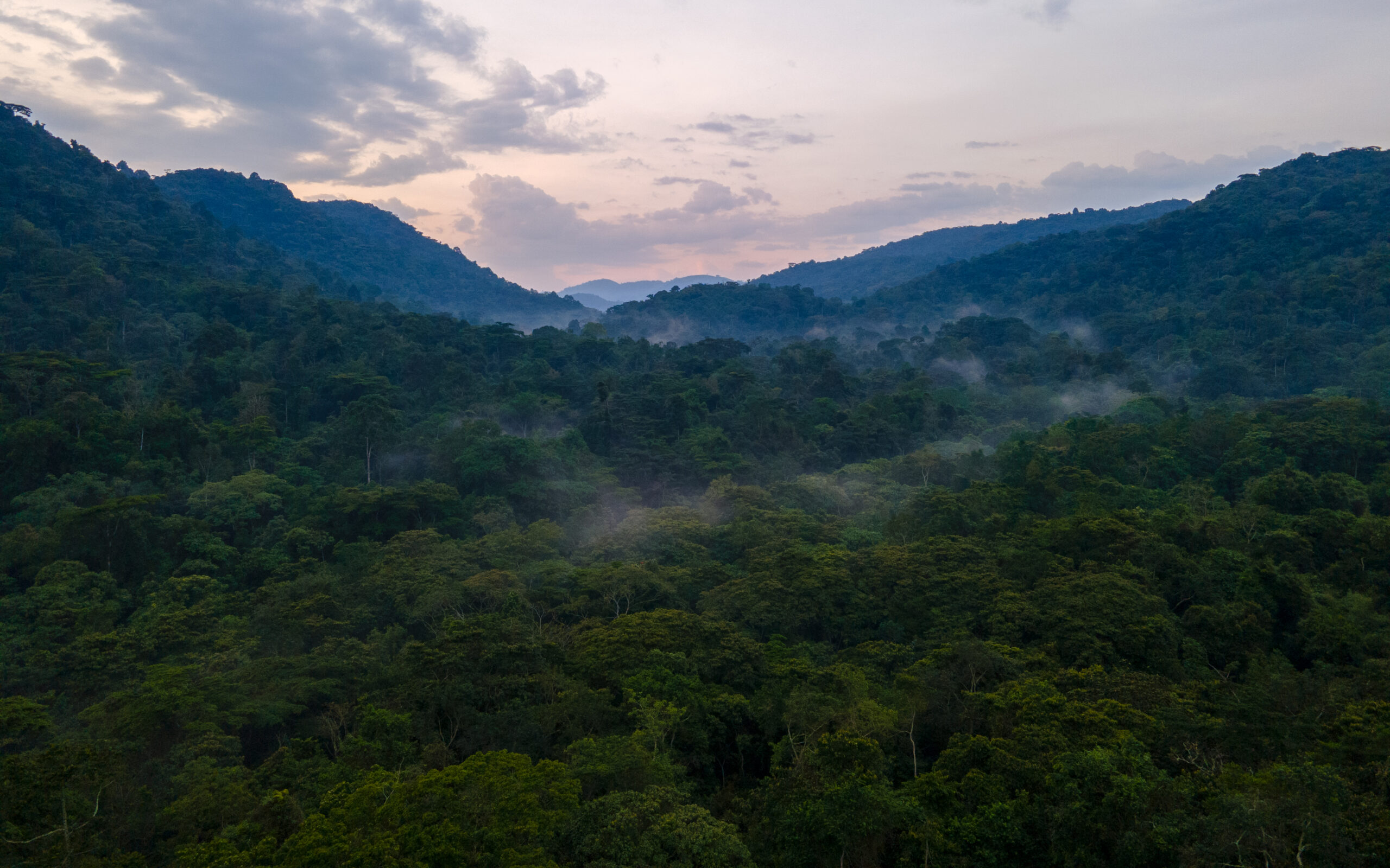 A photograph of the forest view of Bwindi Impenetrable Forest captured in Bwindi Impenetrable National Park in South-Western Uganda.