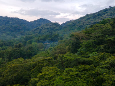 A photograph of the forest view of Bwindi Impenetrable Forest captured in Bwindi Impenetrable National Park in South-Western Uganda.