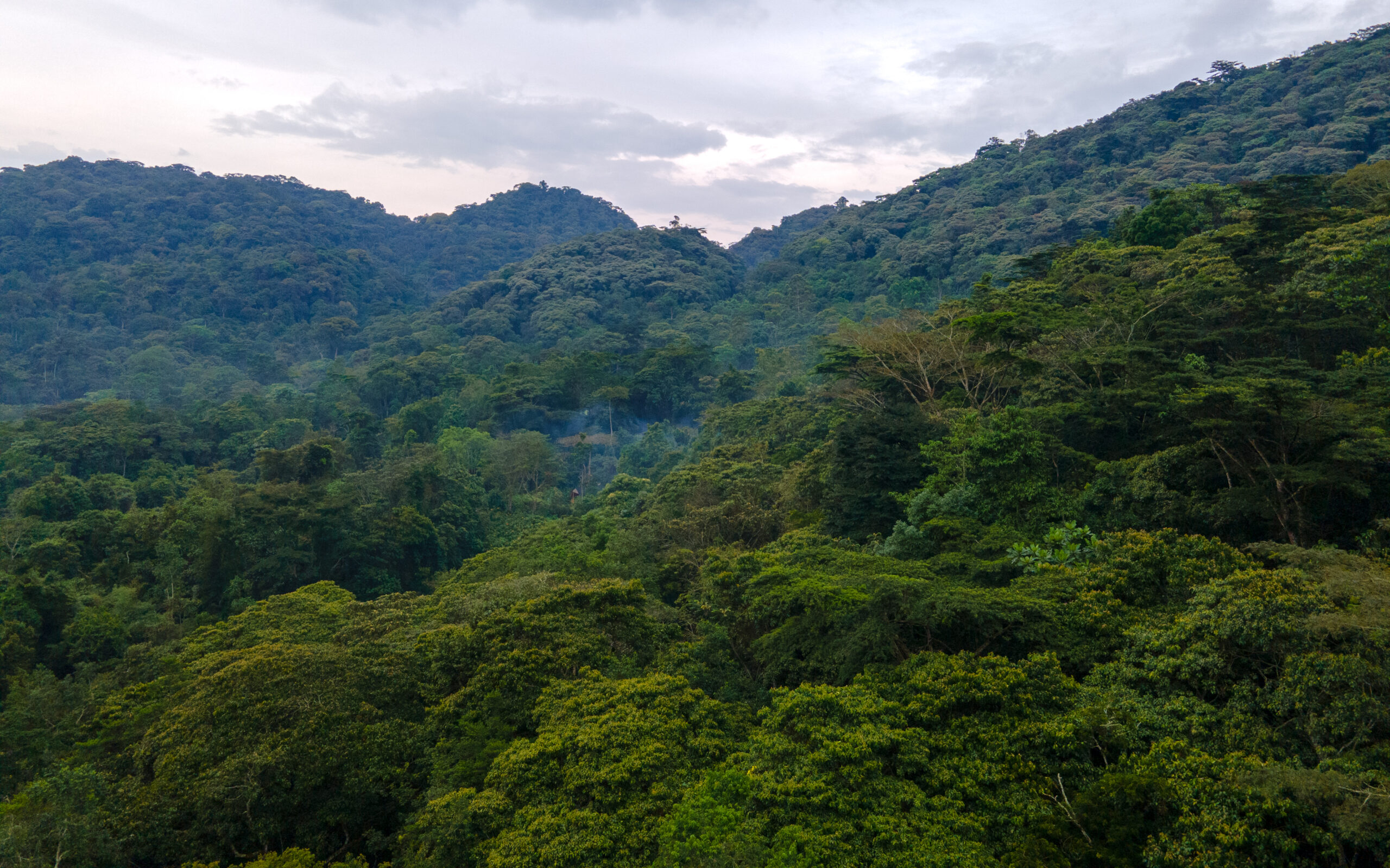 A photograph of the forest view of Bwindi Impenetrable Forest captured in Bwindi Impenetrable National Park in South-Western Uganda.