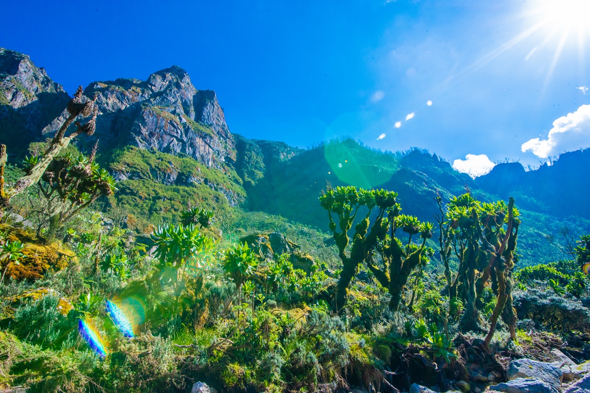 A photograph of Montane forests and the Rwenzori Mountain ranges captured in Rwenzori Mountains National Park in Western Uganda.