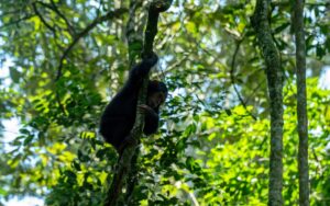 A photograph of a baby chimpanzee hanging on a tree branch captured during a chimpanzee tracking safari experience in Kibale National Park located in Western Uganda.