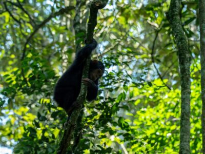 A photograph of a baby chimpanzee hanging on a tree branch captured during a chimpanzee tracking safari experience in Kibale National Park located in Western Uganda.