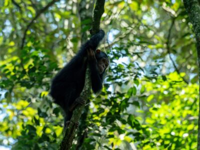 A photograph of a baby chimpanzee hanging on a tree branch captured during a chimpanzee tracking safari experience in Kibale National Park located in Western Uganda.