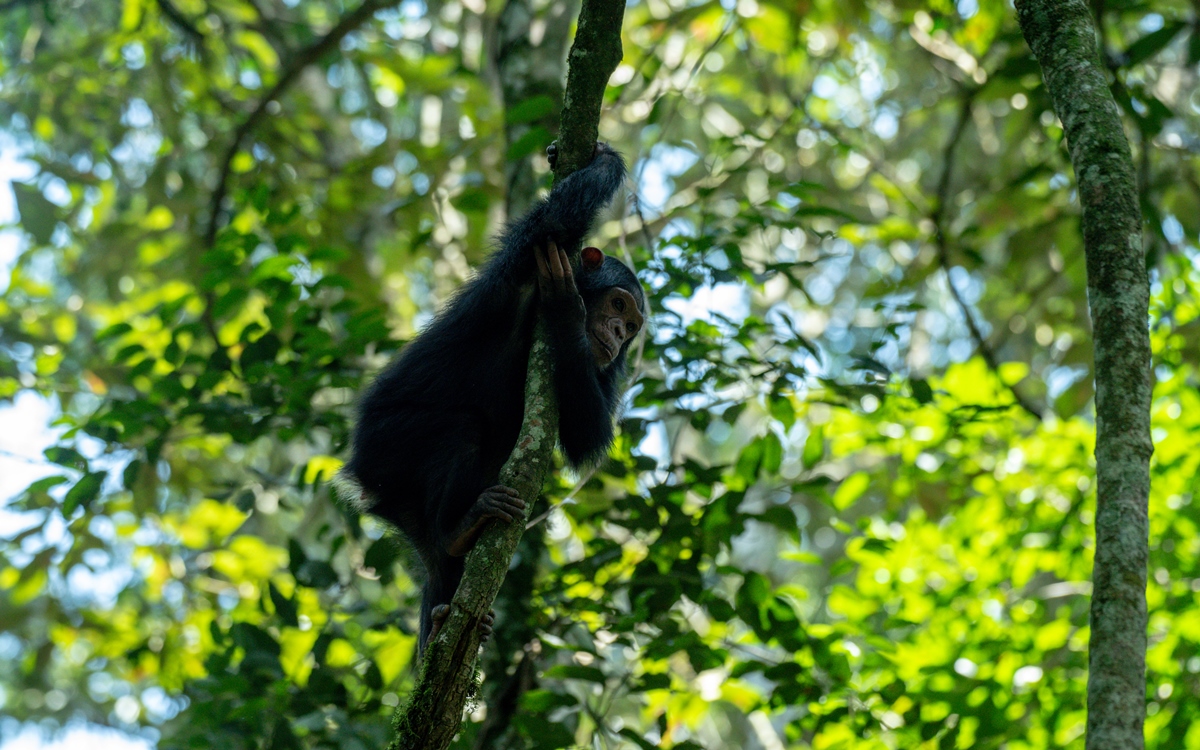 A photograph of a baby chimpanzee hanging on a tree branch captured during a chimpanzee tracking safari experience in Kibale National Park located in Western Uganda.