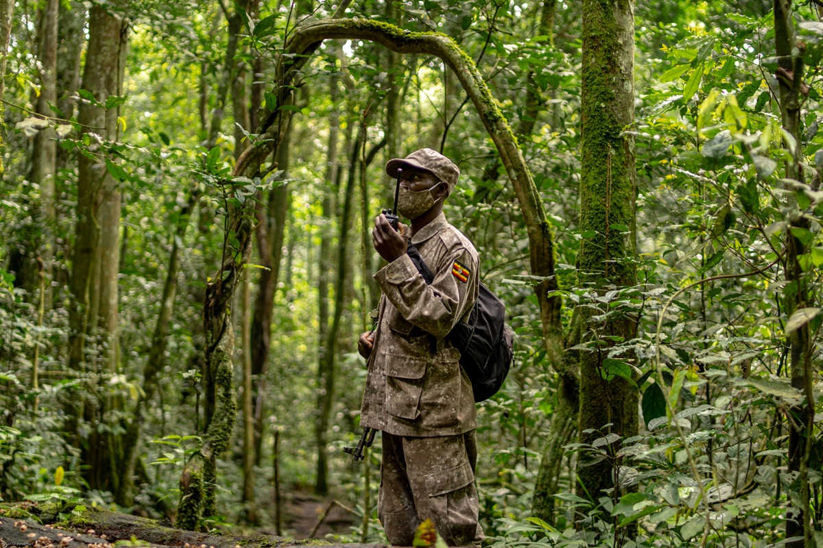 A photograph of a game ranger captured in Kibale National Park in Western Uganda.
