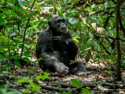 A photograph of a chimpanzee captured during a chimpanzee tracking safari experience in Kibale National Park located in Western Uganda.