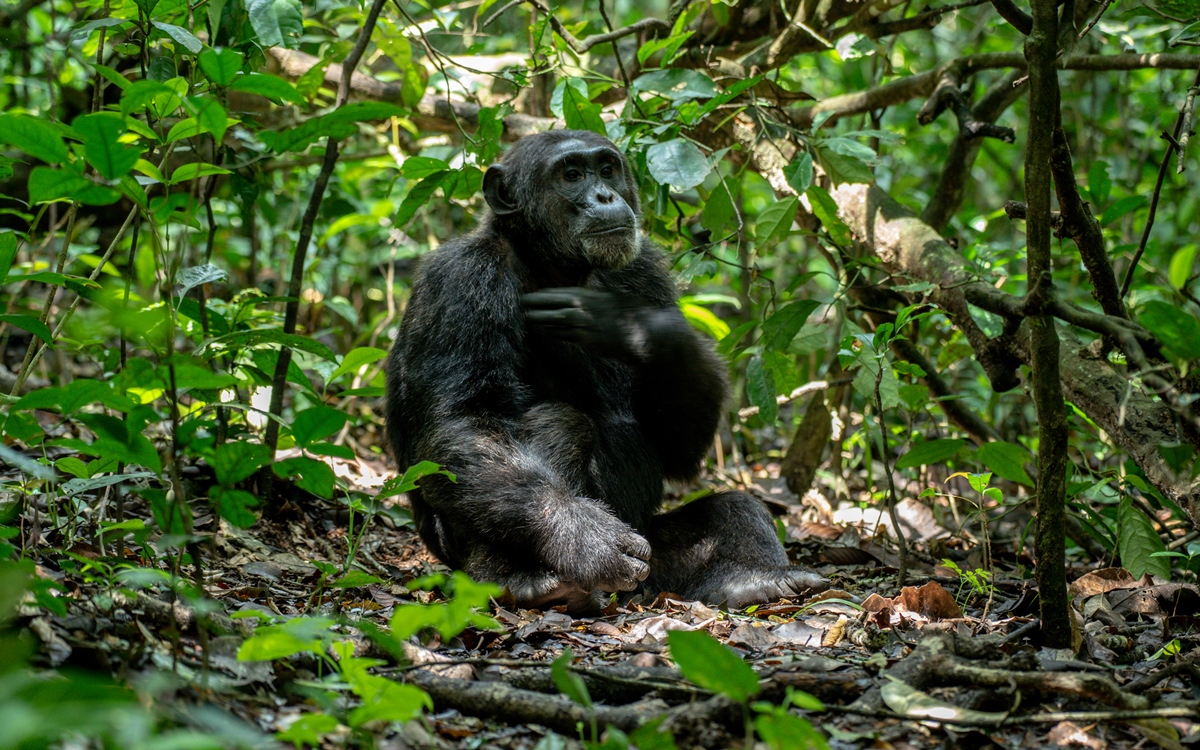 A photograph of a chimpanzee captured during a chimpanzee tracking safari experience in Kibale National Park located in Western Uganda.