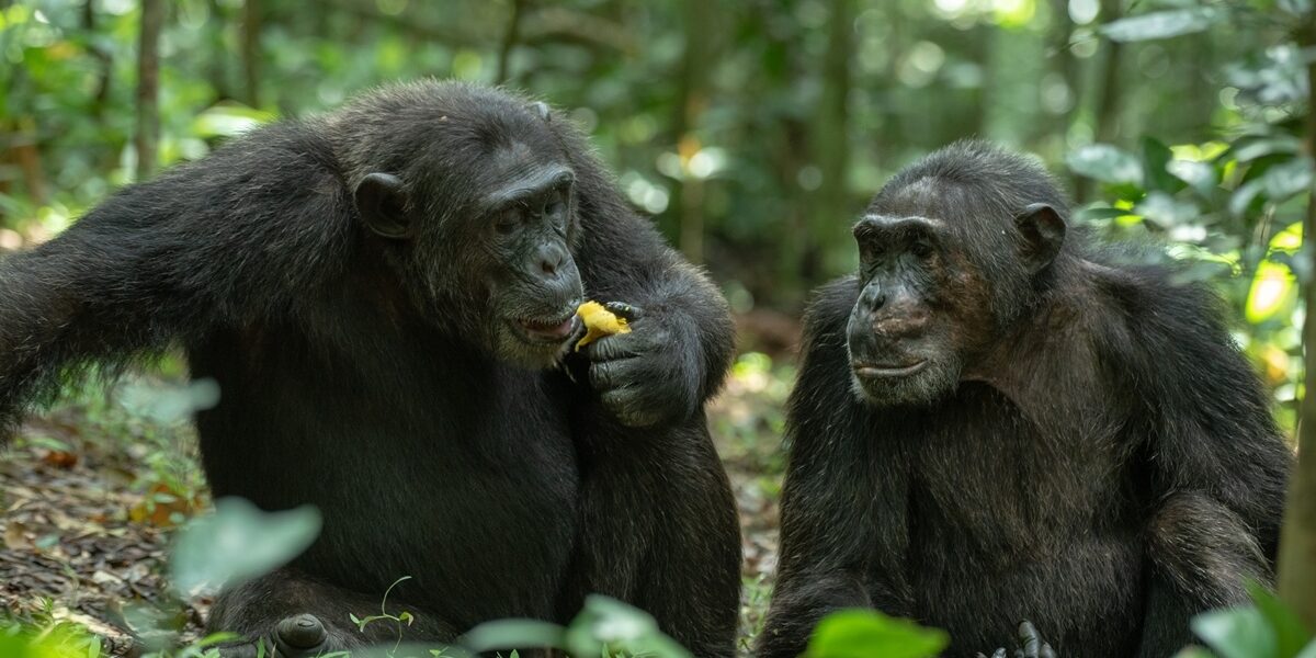 A photograph of a pair of chimpanzees feeding, captured during a chimpanzee tracking safari experience in Kibale National Park located in Western Uganda.