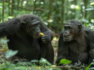 A photograph of a pair of chimpanzees feeding, captured during a chimpanzee tracking safari experience in Kibale National Park located in Western Uganda.