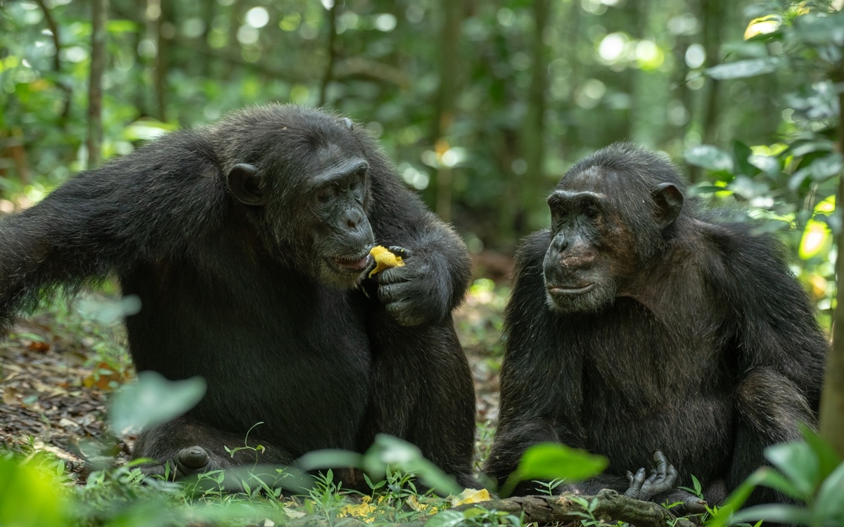 A photograph of a pair of chimpanzees feeding, captured during a chimpanzee tracking safari experience in Kibale National Park located in Western Uganda.