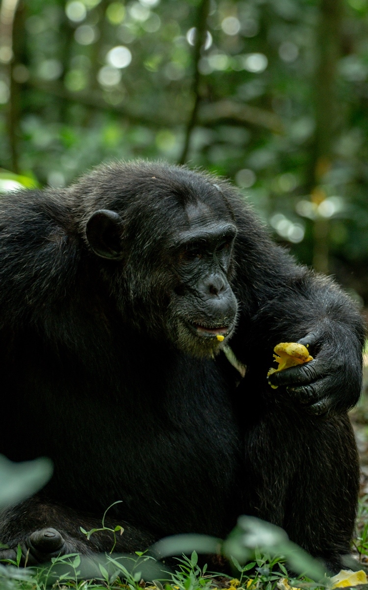 Photograph of a chimpanzee feeding, captured during a chimpanzee tracking safari experience in Kibale National Park located in Western Uganda.
