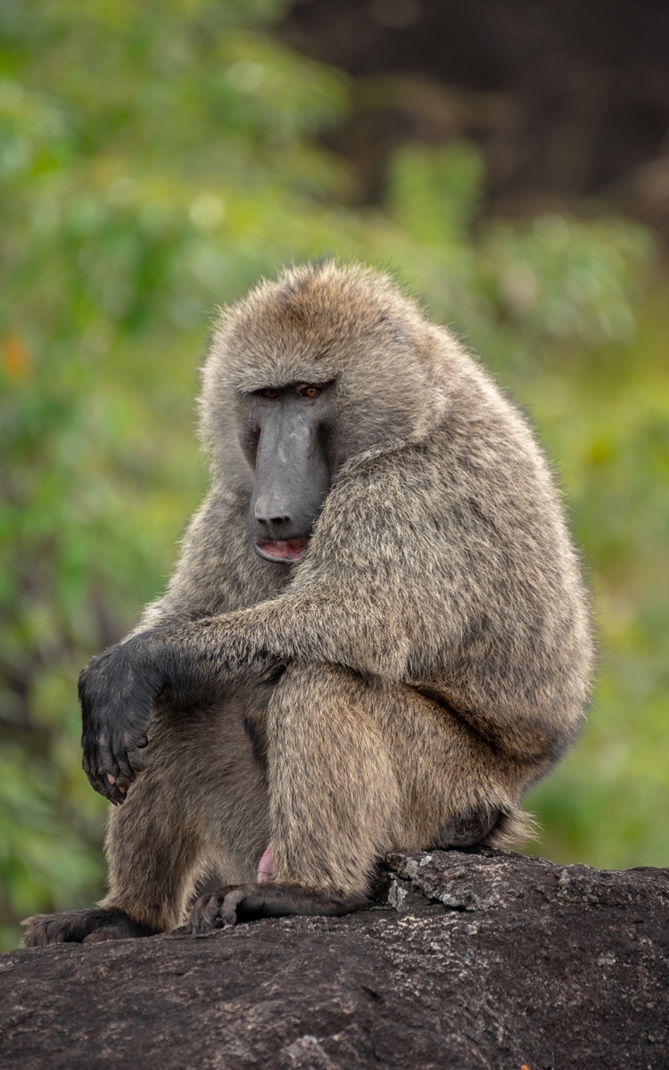 A photograph of an Olive Baboon captured in Kidepo Valley National Park in Karamoja region in North-Eastern Uganda.