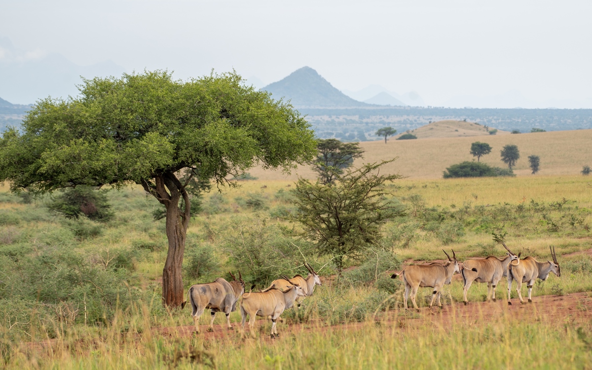 A photograph of a group of elands captured during a safari drive in Kidepo Valley National Park in Karamoja region in North-Eastern Uganda.