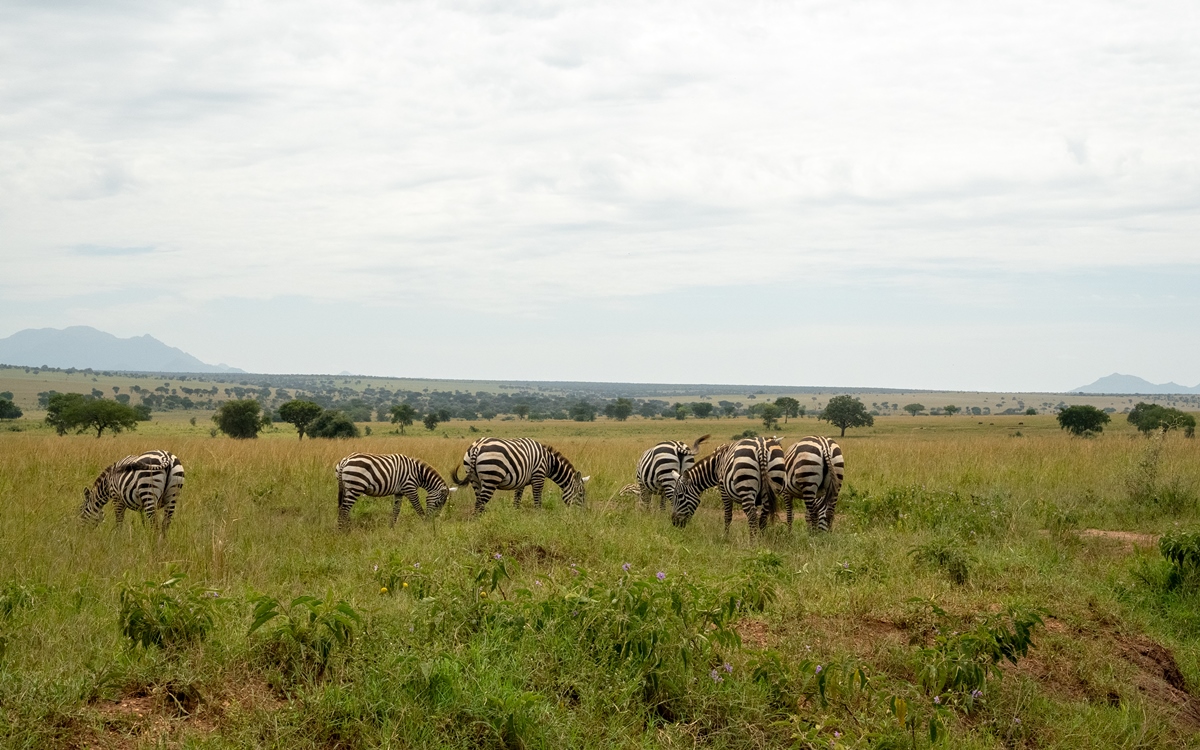 A photograph of a group of zebras feeding, captured during a game drive in Kidepo Valley National Park in Karamoja region in North-Eastern Uganda.