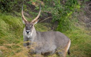A photograph of a male water buck captured during a game drive in Kidepo Valley National Park in Karamoja region in North-Eastern Uganda.