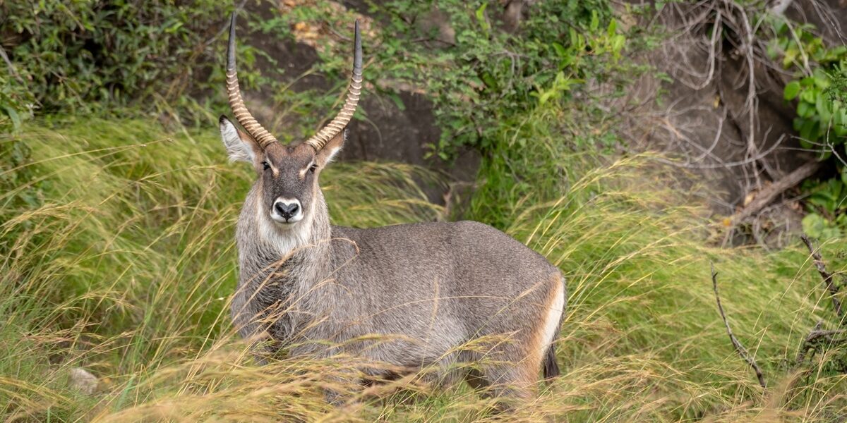 A photograph of a male water buck captured during a game drive in Kidepo Valley National Park in Karamoja region in North-Eastern Uganda.