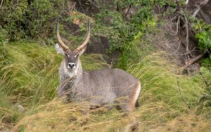 A photograph of a male water buck captured during a game drive in Kidepo Valley National Park in Karamoja region in North-Eastern Uganda.