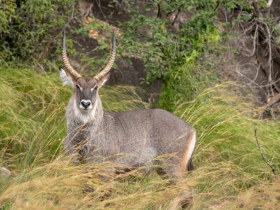 A photograph of a male water buck captured during a game drive in Kidepo Valley National Park in Karamoja region in North-Eastern Uganda.