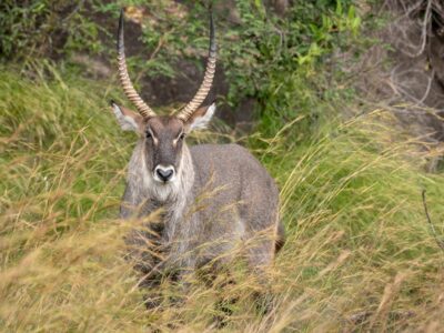 A photograph of a male water buck captured during a game drive in Kidepo Valley National Park in Karamoja region in North-Eastern Uganda.