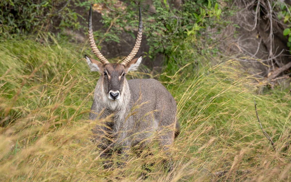 A photograph of a male water buck captured during a game drive in Kidepo Valley National Park in Karamoja region in North-Eastern Uganda.