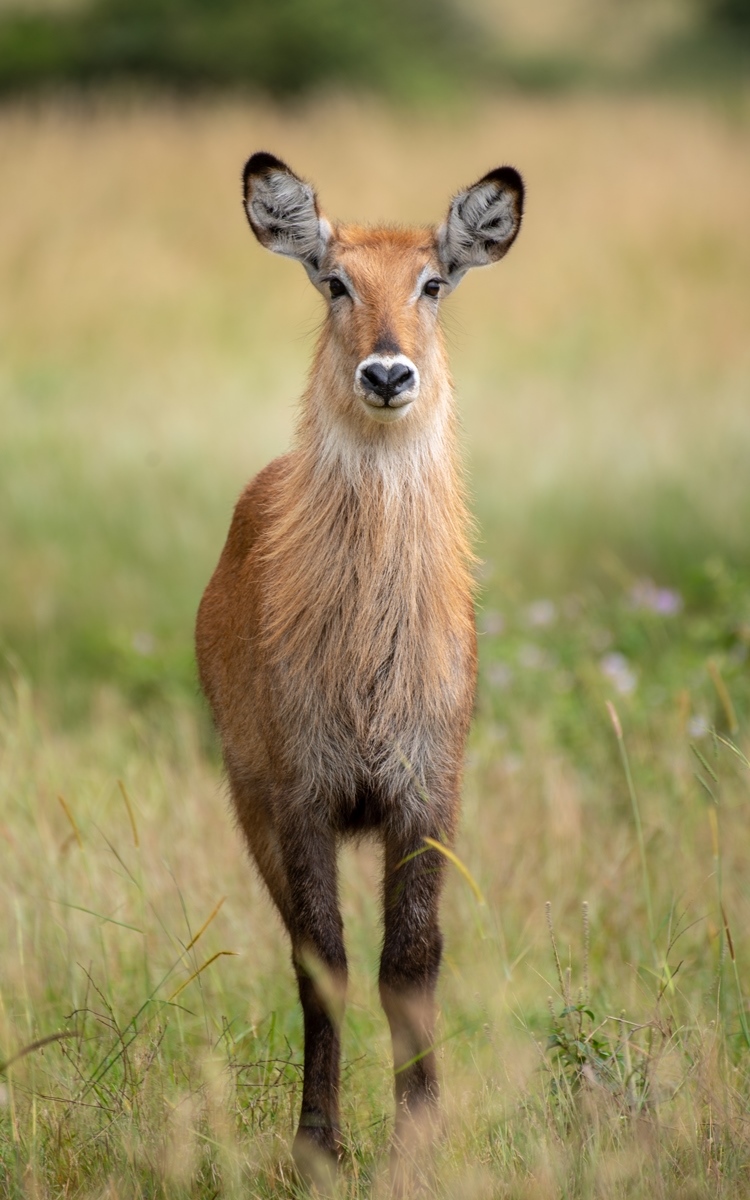 A photograph of a female water buck captured during a game drive in Kidepo Valley National Park in Karamoja region in North-Eastern Uganda.