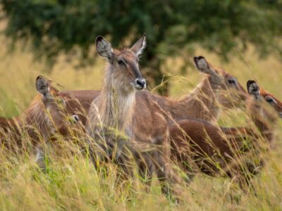 A photograph of a group of female water bucks captured during a game drive in Kidepo National Park in Karamoja region in North-Eastern Uganda.