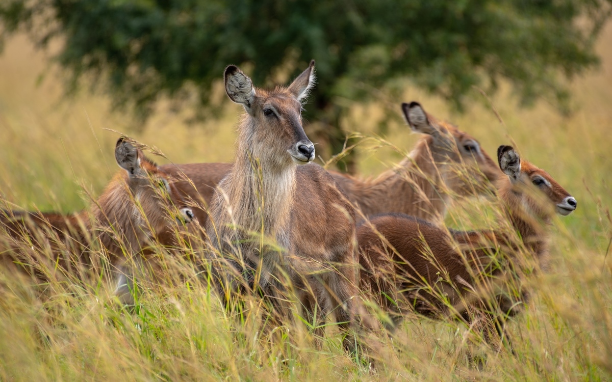 A photograph of a group of female water bucks captured during a game drive in Kidepo Valley National Park in Karamoja region in North-Eastern Uganda.