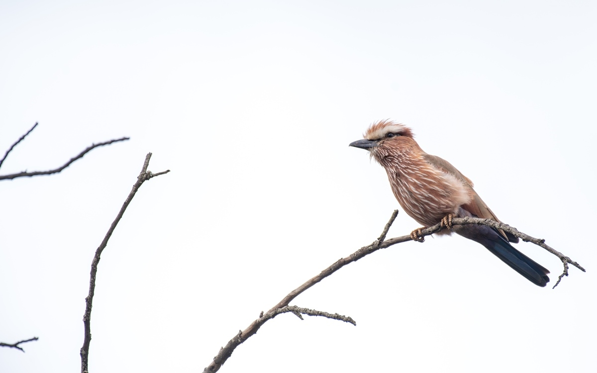 A photograph of a Purple roller captured during a birdwatching experience in Kidepo Valley National Park in Karamoja region in North-Eastern Uganda.