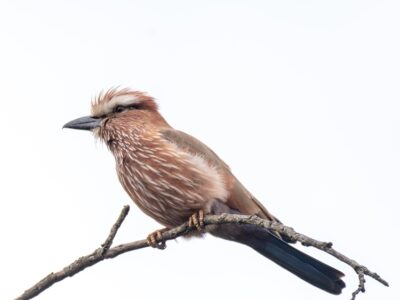 A photograph of a purple roller captured during a birdwatching experience in Kidepo Valley National Park in Karamoja region in North-Eastern Uganda.