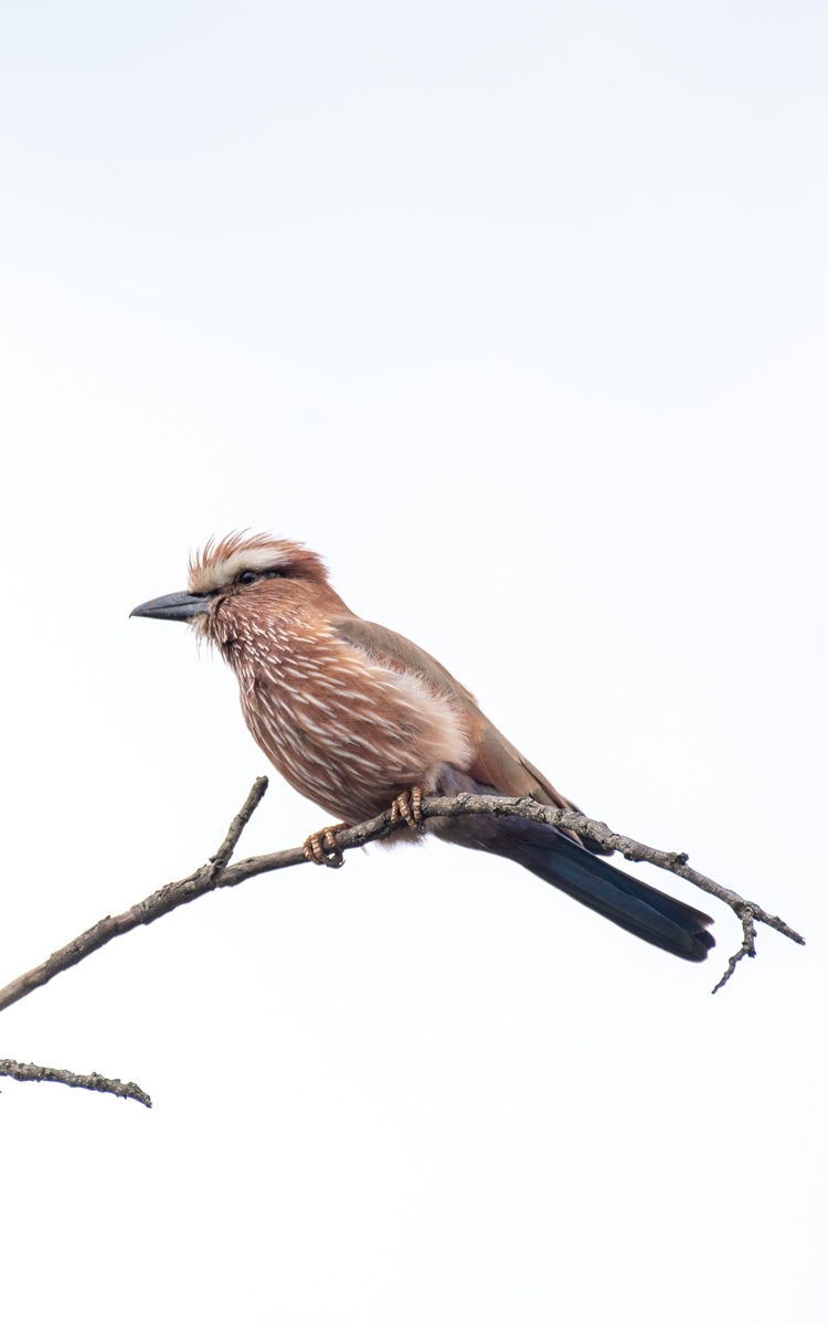A photograph of a purple roller captured during a birdwatching experience in Kidepo Valley National Park in Karamoja region in North-Eastern Uganda.