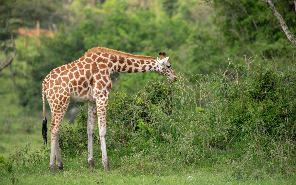 A photograph of a giraffe feeding, captured during a game drive in Lake Mburo National Park in Nyabushozi County, Kiruhura District in Uganda.