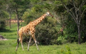 A photograph of a pair of giraffes captured during a game drive in Lake Mburo National Park in Nyabushozi County, Kiruhura District in Uganda.