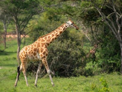 A photograph of a pair of giraffes captured during a game drive in Lake Mburo National Park in Nyabushozi County, Kiruhura District in Uganda.