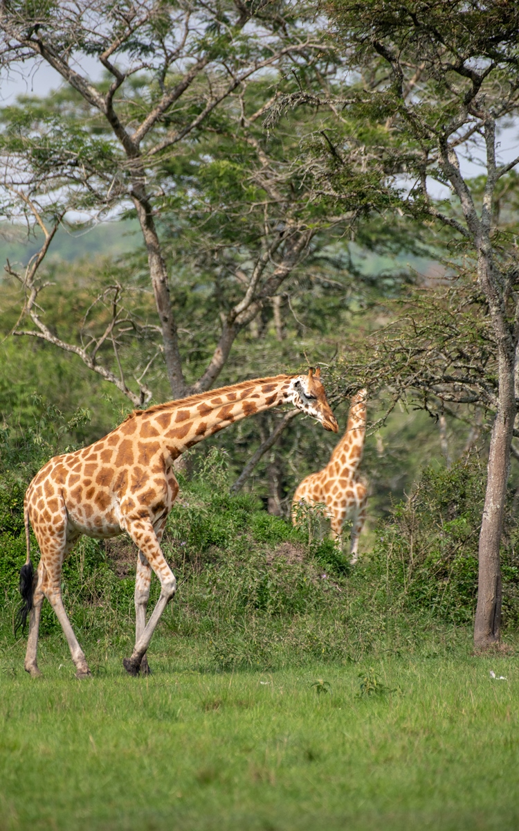 A photograph of a pair of giraffes captured during a game drive in Lake Mburo National Park in Nyabushozi County, Kiruhura District in Uganda.