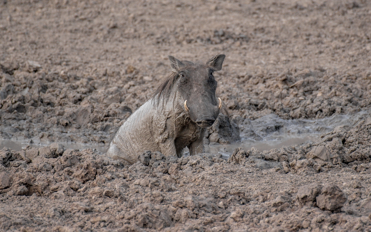 A photograph of a warthog captured during a game drive in Lake Mburo National Park in Nyabushozi County, Kiruhura District in Uganda.