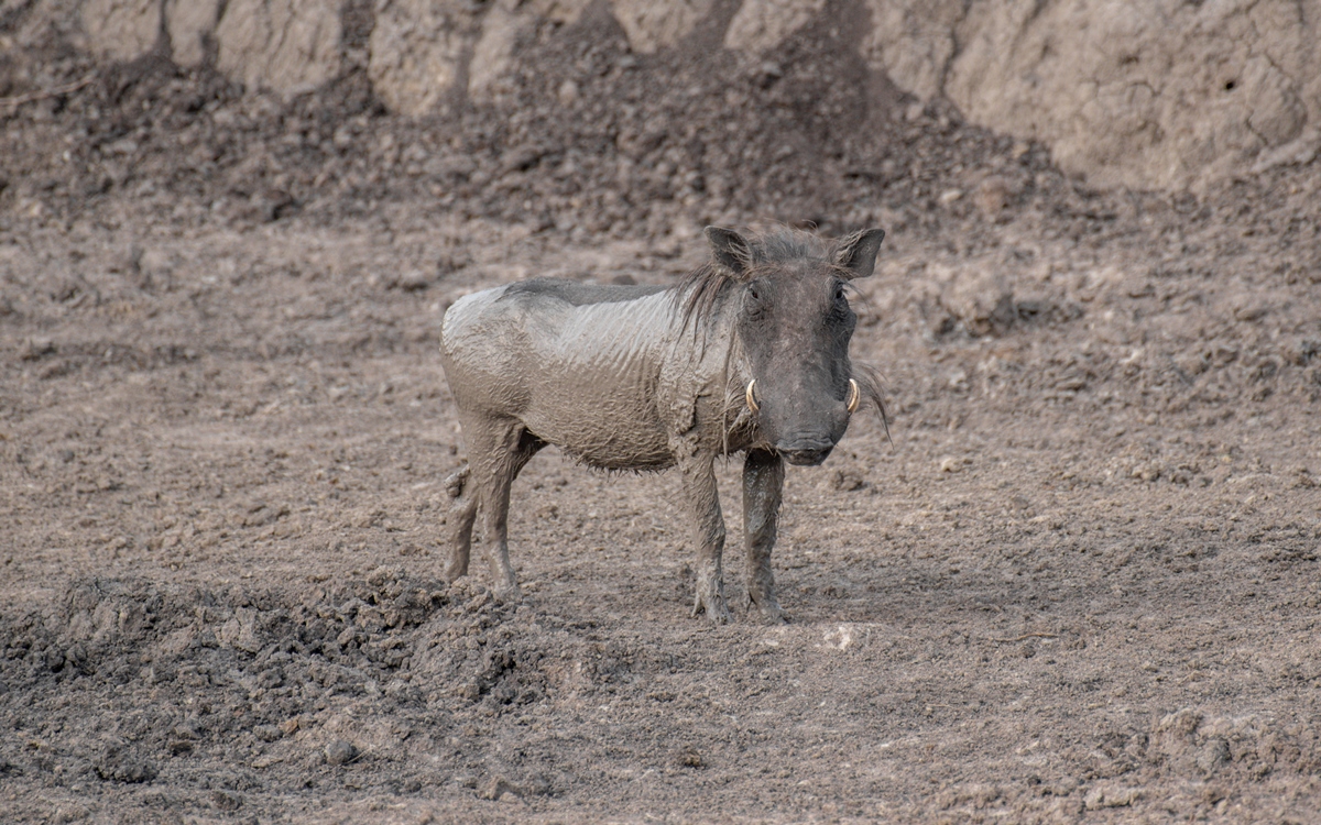 A photograph of a warthog captured during a game drive in Lake Mburo National Park in Nyabushozi County, Kiruhura District in Uganda.