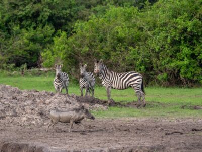 A photograph of three zebras and a warthog captured in Lake Mburo National Park in Nyabushozi County, Kiruhura District in Uganda.